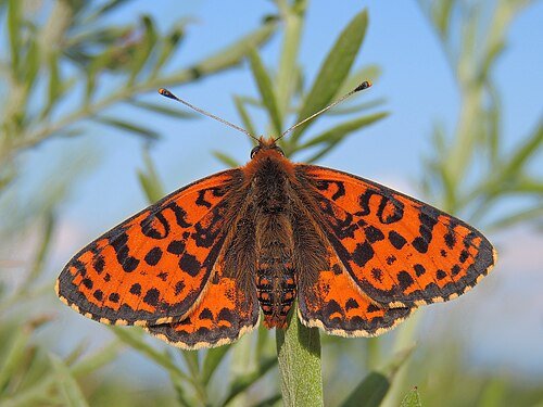 Melitaea didyma
