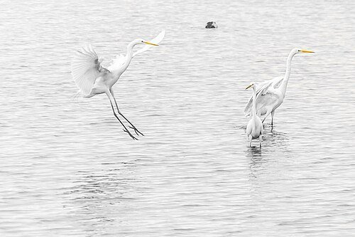 Ardea alba