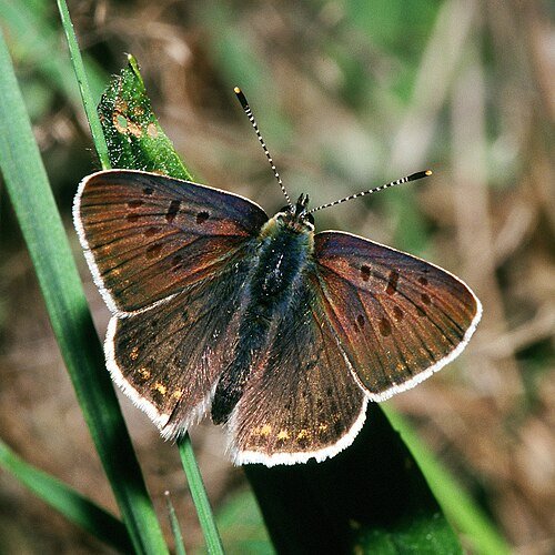Lycaena tityrus