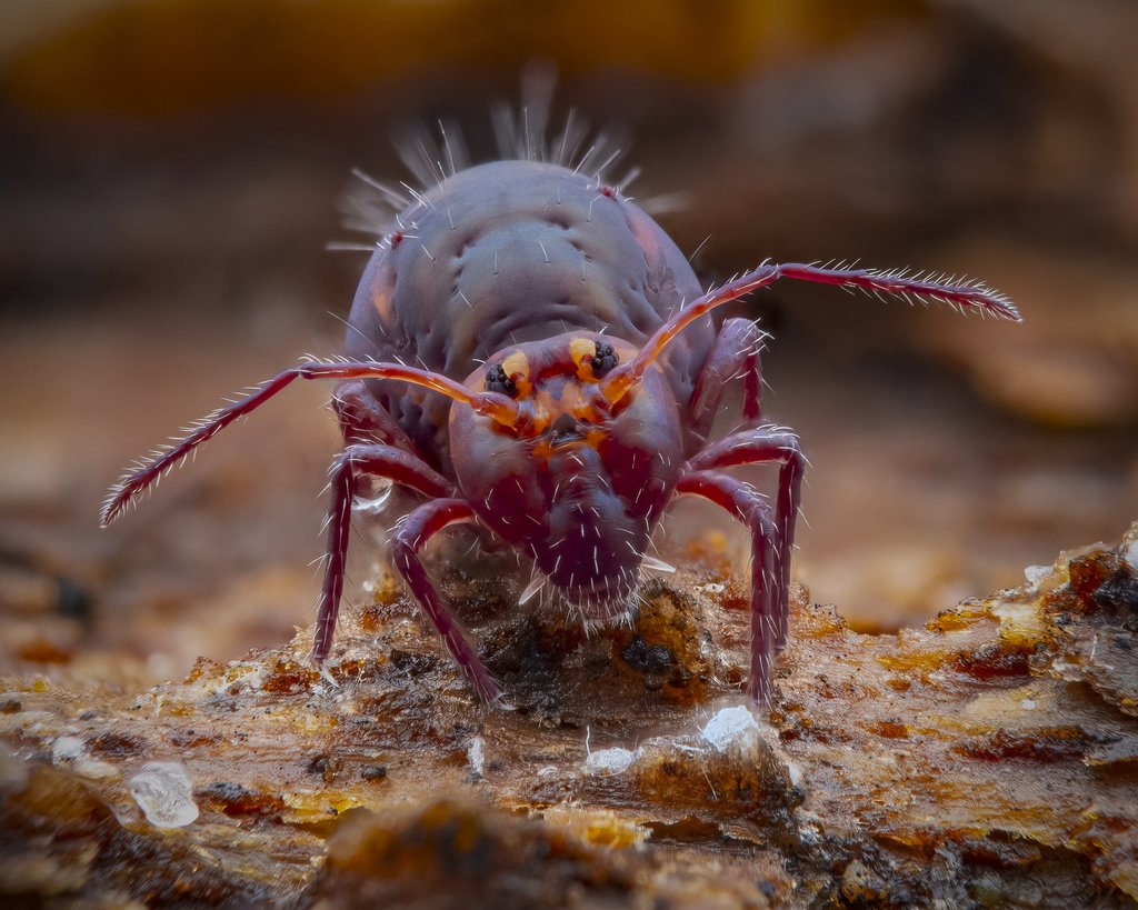 Dicyrtoma fusca