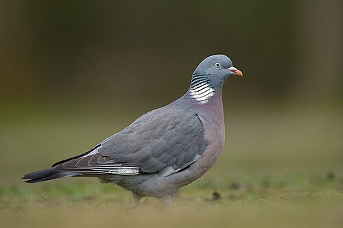 Columba palumbus