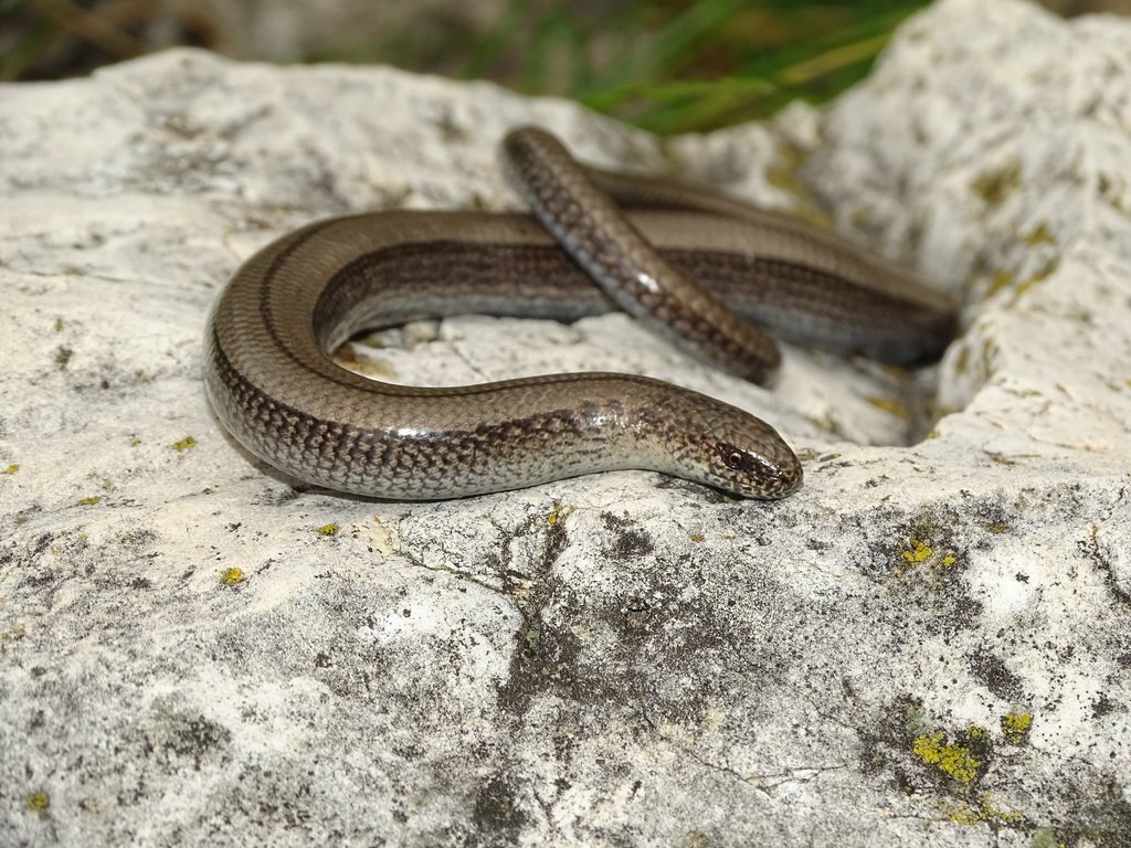 Anguis veronensis