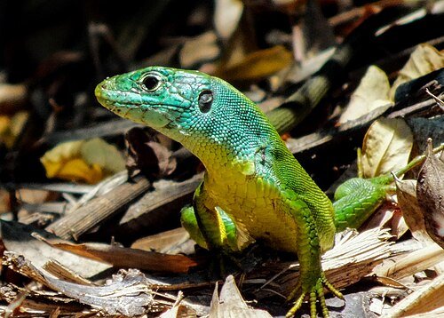 Lacerta bilineata