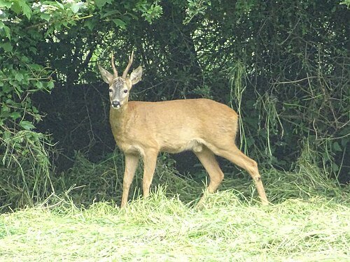 Capreolus capreolus