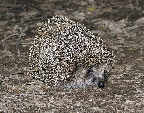 Erinaceus europaeus