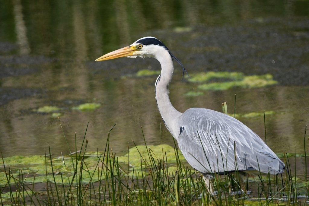 Ardea cinerea