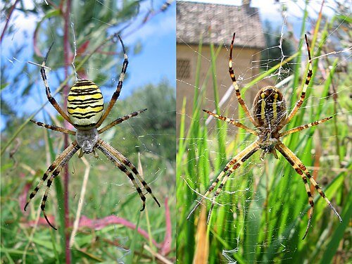 Argiope bruennichi