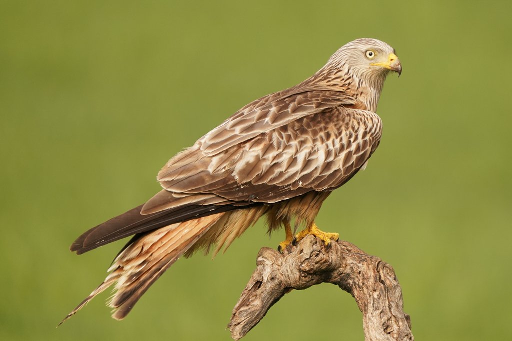 Milvus milvus