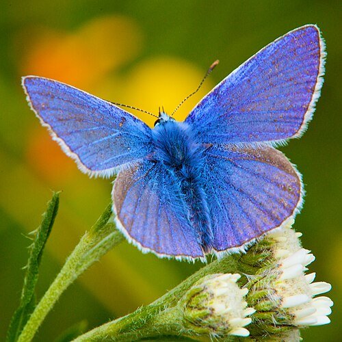Polyommatus icarus