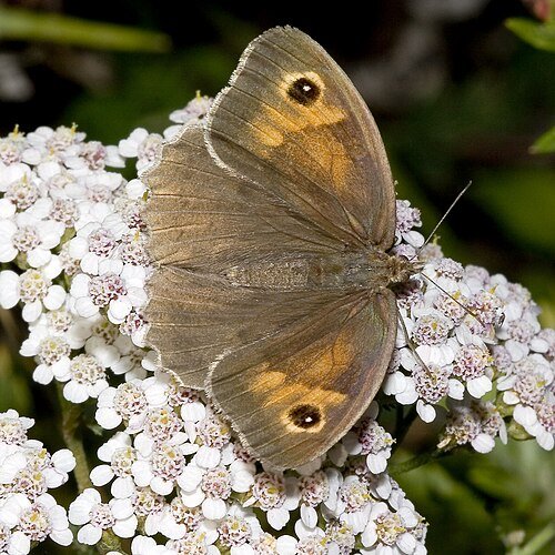 Maniola jurtina