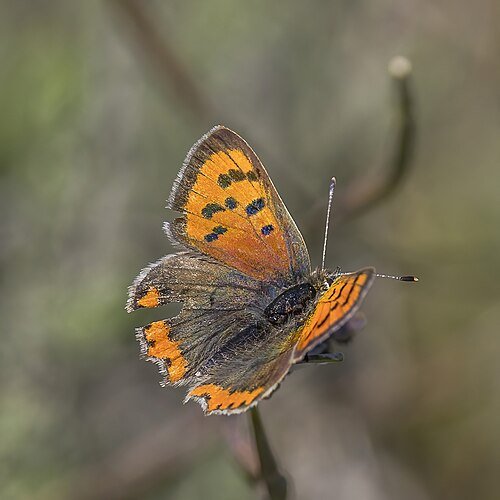 Lycaena phlaeas