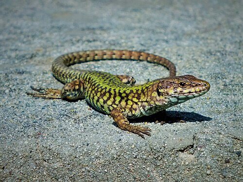 Podarcis muralis
