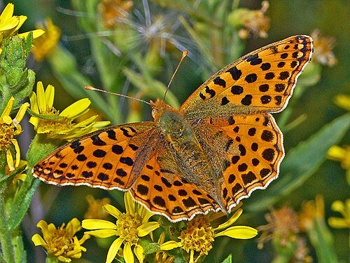 Issoria lathonia