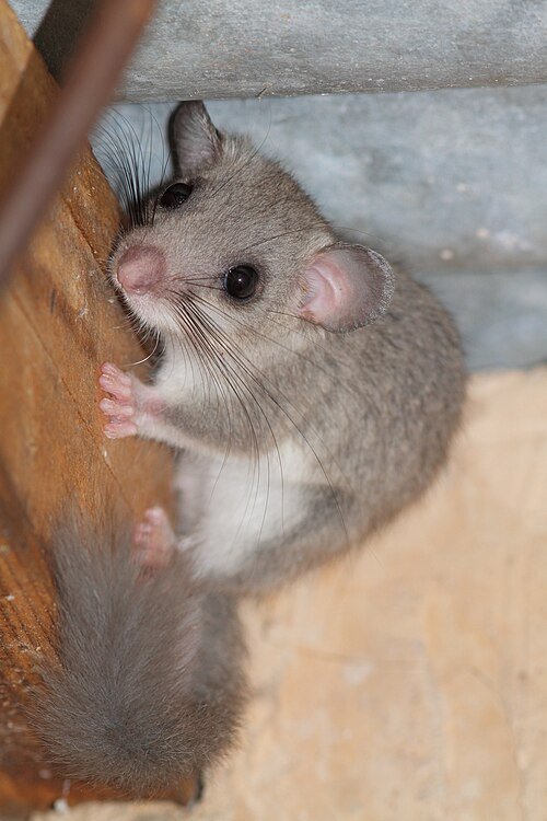 Glis glis
